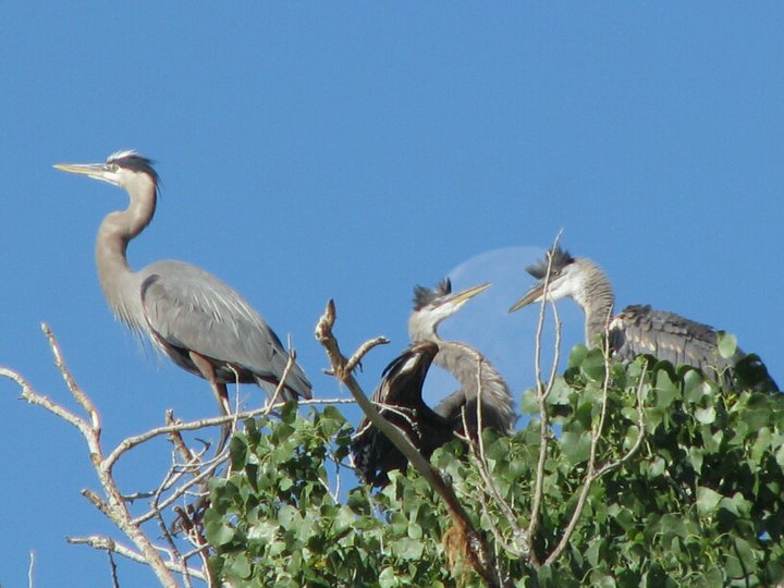 Herons at top of tree