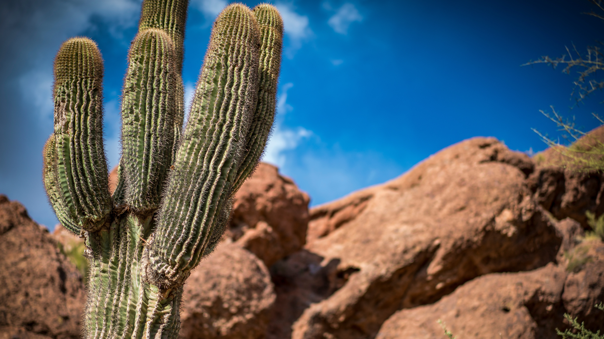 Photo of cactus with boulder in the background at Echo Canyon Trail