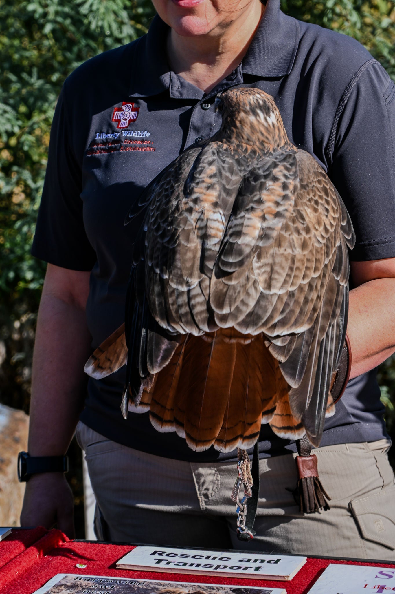man holding hawk