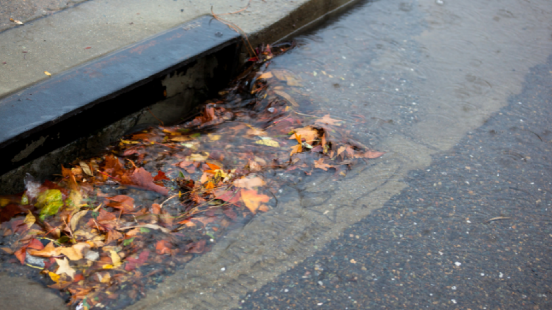 Leaves being washed into a stormndrain