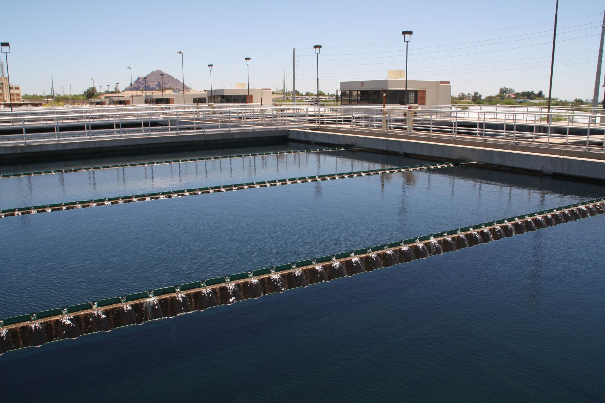 Water Plant Image