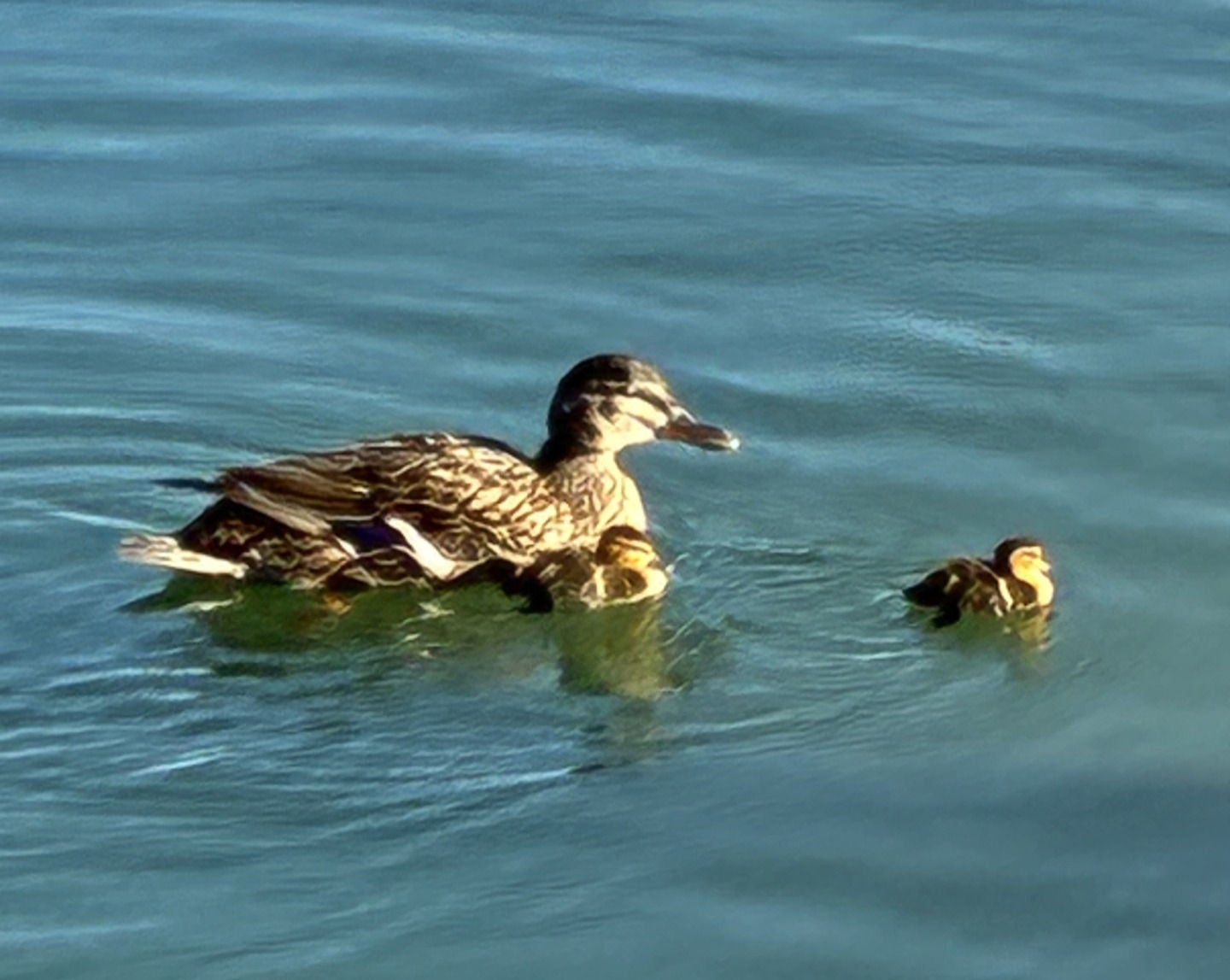 Duck with two ducklings in a pond
