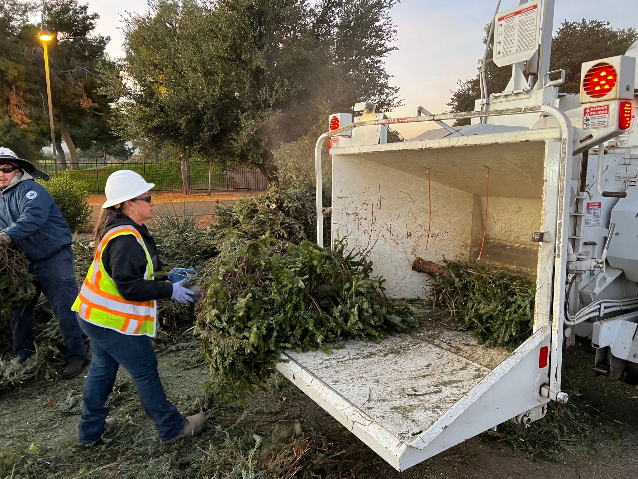 A Phoenix employee loads a live Christmas tree into a wood chipper.