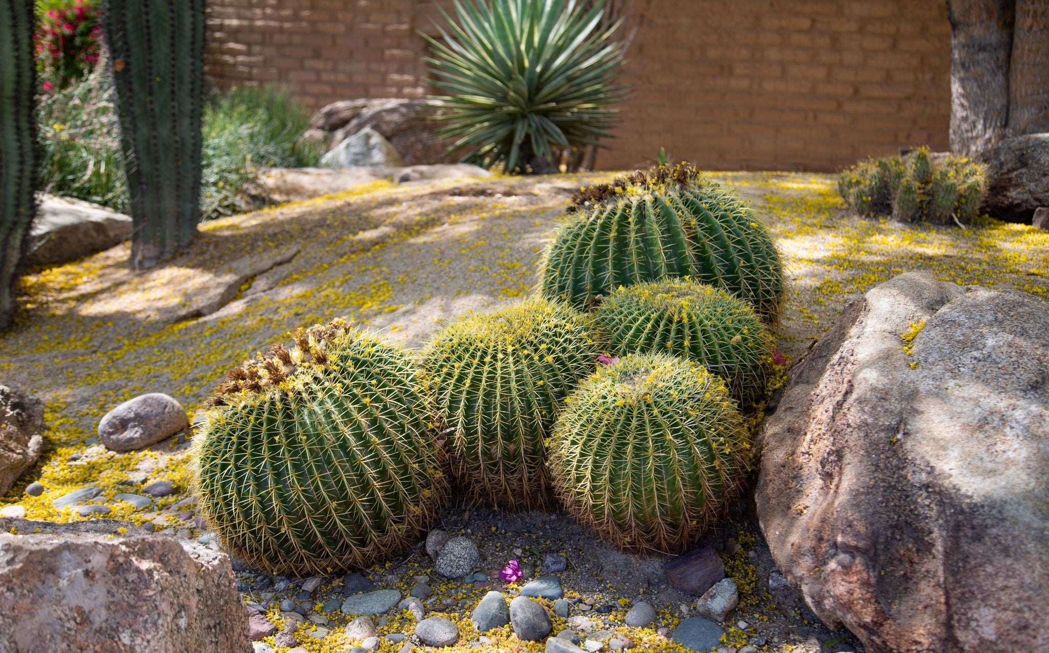 Golden Barrel cactus