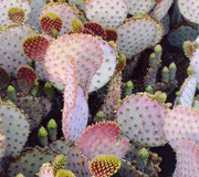 Purple Prickly Pear 