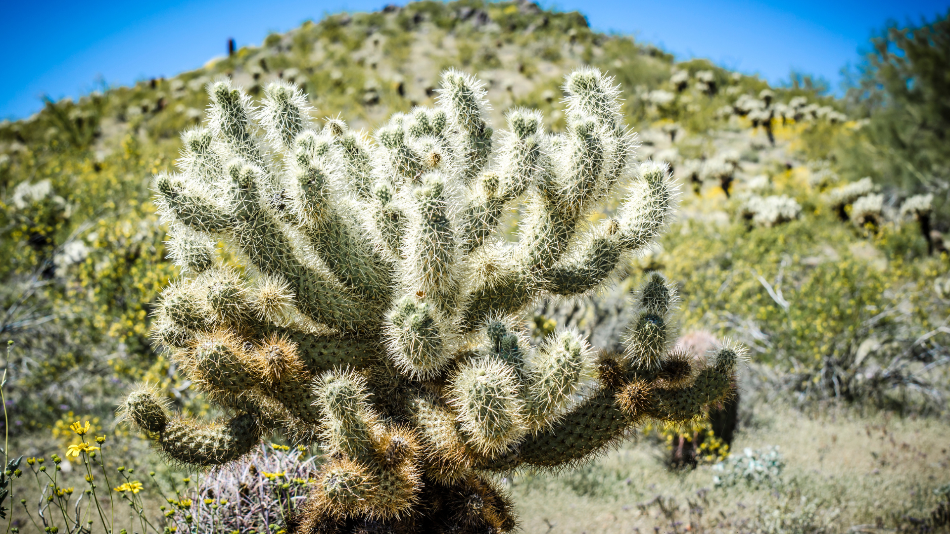 Newsroom Starring Image Template - Newsroom_Parks_014