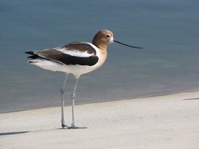 The American avocet wades in shallow water and sweeps its long bill from side to side looking for insects and crustaceans.