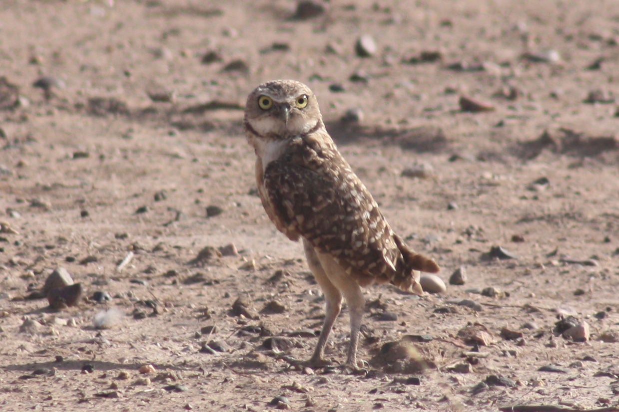 burrowing owl on dirt