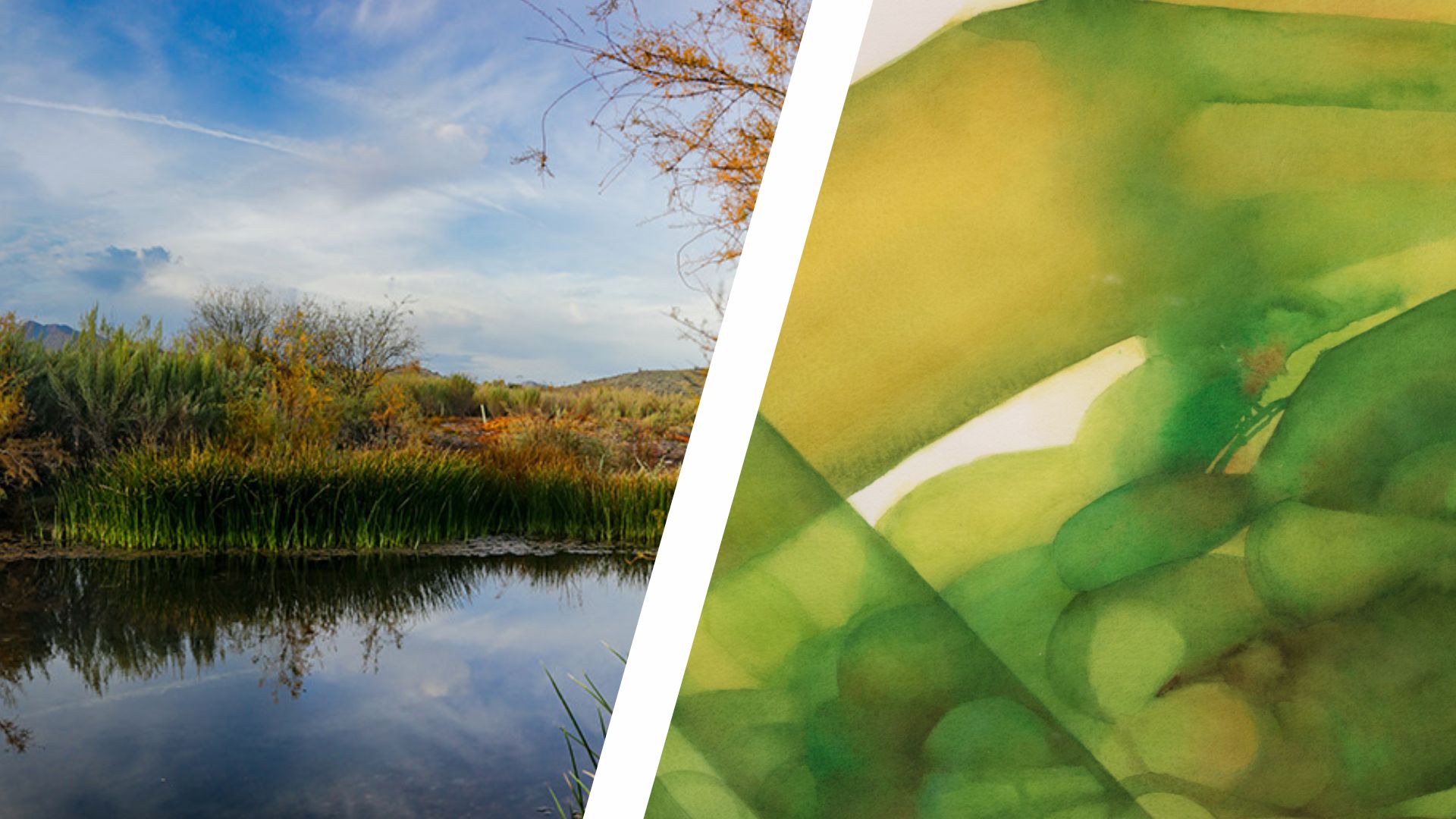 Split image showing two artworks. On the left, a Photo by Kyle Knox -  Gila River Indian Community District 7 showing landscape with still reflective water, tall grasses, desert shrubs, and a cloudy blue sky, part of the Su:Dagi/Shu:Thag exhibition. On the right, a close-up section of a watercolor painting from Debra Edgerton’s 'Life Extended' series, resembling a microscope slide with overlapping green and yellow plant-like forms, displayed in the Parched: The Art of Water in the Southwest exhibition.