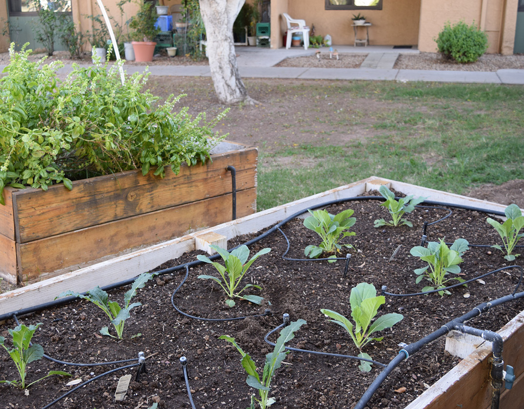 image of maryvale community garden