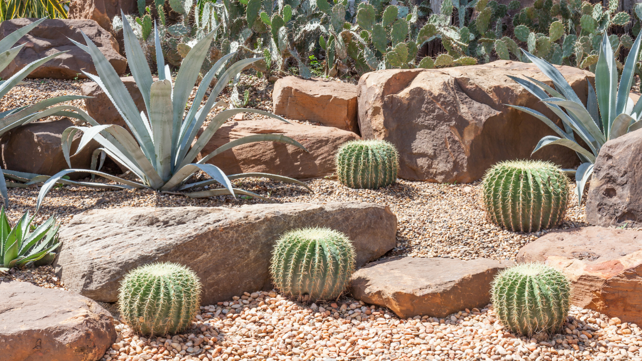 Garden for Grants Golden Barrel Cactus 