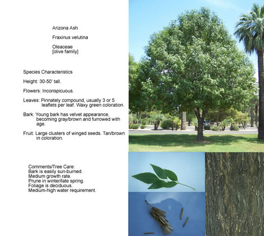 Recreation A Guide To Trees In Phoenix, Common Landscaping Trees In Arizona