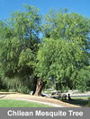 Chilian Mesquite Tree
