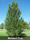 Mondale Pine