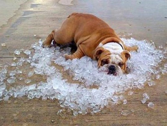 Hot dog laying on ice