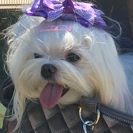 Dog dressed up with purple bow