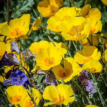 Wildflowers in bloom at Phoenix park