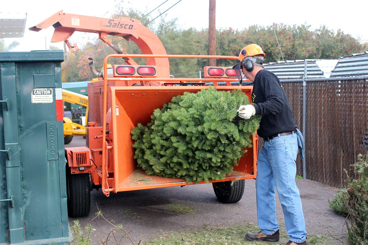 An employee feeds a Christmas tree into a chipper to be composted.