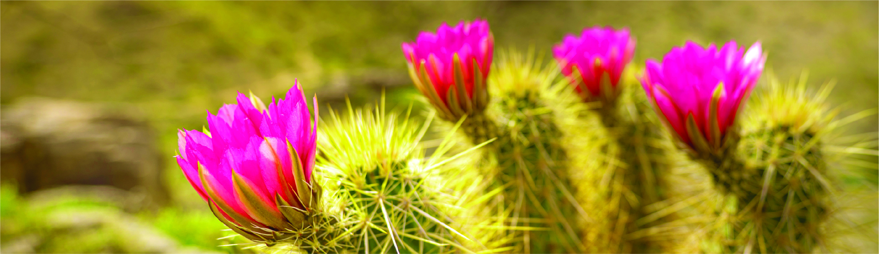 Pink Cactus Flowers in the Desert