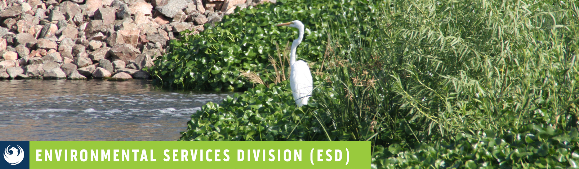 Bird at Tres Rios -Banner for Environmental Services Division 
