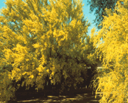 Blue palo verde tree with brilliant yellow leaves.