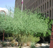 A mesquite tree offers ample shade outside a downtown Phoenix building.